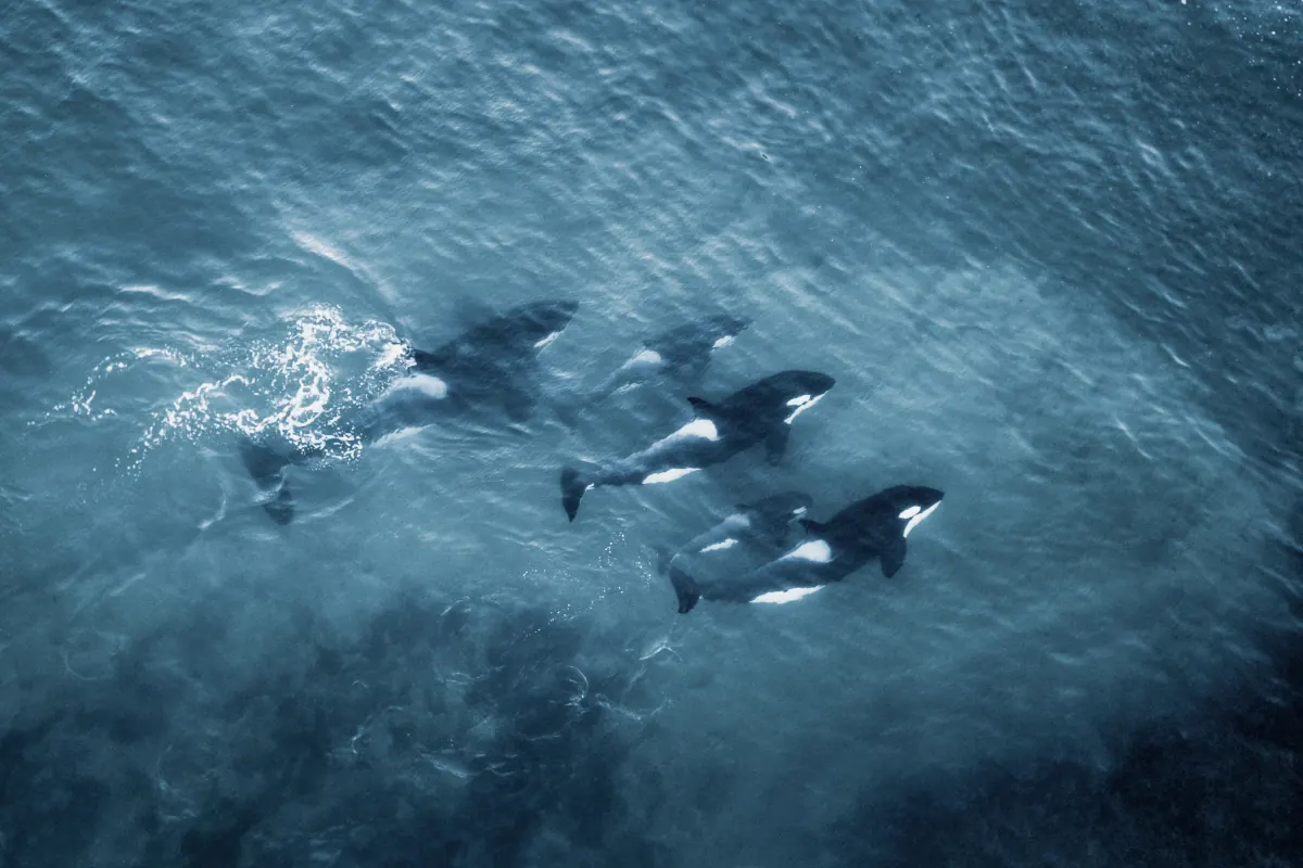 Avistaje de ballenas en Península Valdés, Puerto Madryn